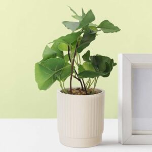 Anko Mini Artificial Plant White Ceramic Pot - LXINDIA.COM