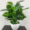 BAARIG Natural Looking Artificial Money Plant with Pot - LXINDIA.COM