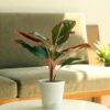 Garden Art Aglaonema Natural Live Indoor Plant with Pot - LXINDIA.COM