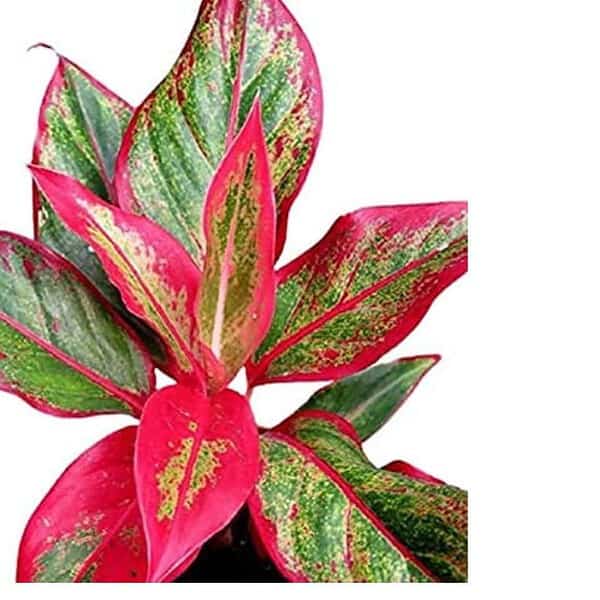 Garden Art Aglaonema Natural Live Indoor Plant with Pot3 - LXINDIA.COM