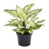 Garden Art live indoor plant Aglaonema Snow White - LXINDIA.COM