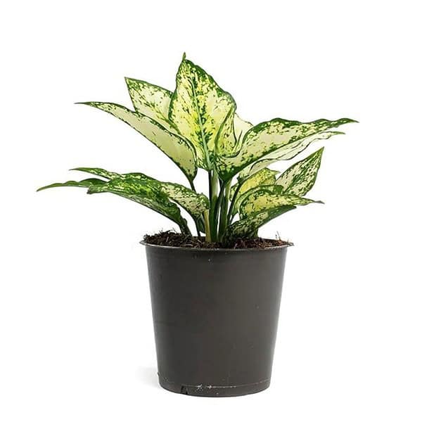 Garden Art live indoor plant Aglaonema Snow White2 - LXINDIA.COM