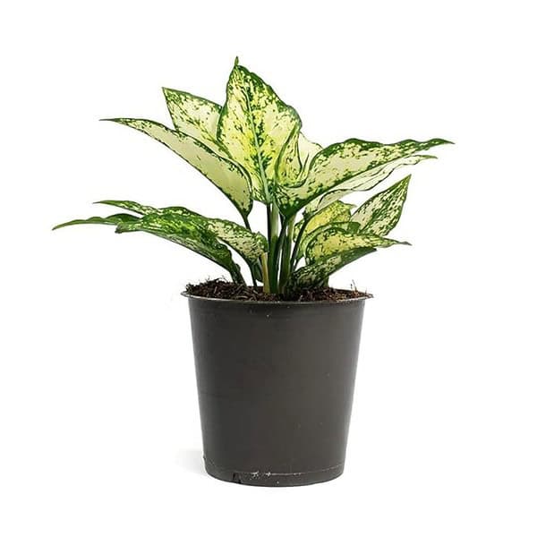 Garden Art live indoor plant Aglaonema Snow White3 - LXINDIA.COM