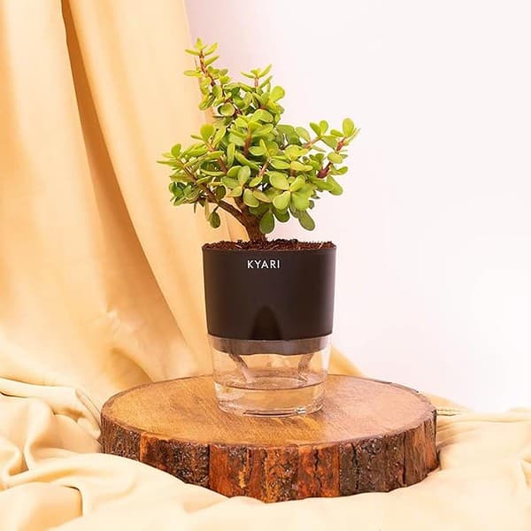 KYARI Jade Plant Crassula Ovata Plants with Black Self Watering Pot - LXINDIA.COM