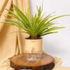 KYARI Spider Indoor Plants with Cream Self Watering Pot - LXINDIA.COM