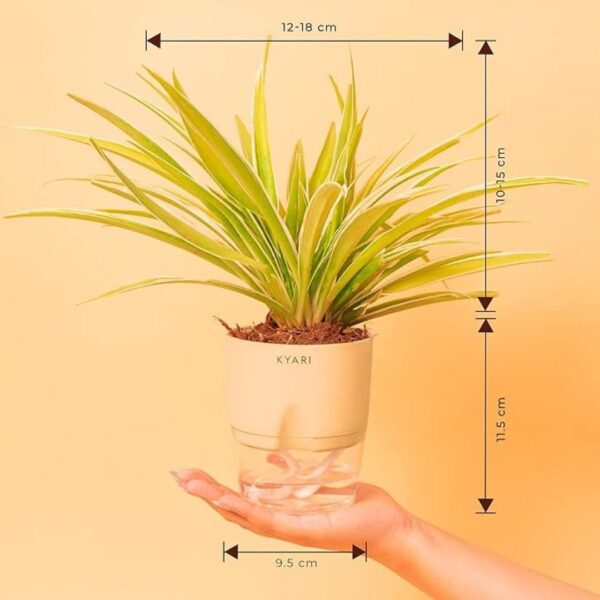 KYARI Spider Indoor Plants with Cream Self Watering Pot3 - LXINDIA.COM