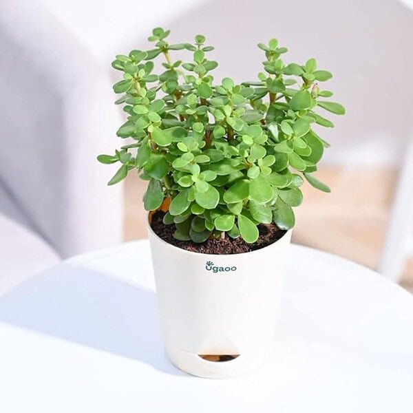 Ugaoo Good Luck Jade Plant with Self Watering Pot - LXINDIA.COM