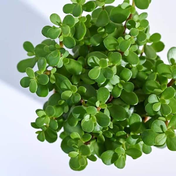 Ugaoo Good Luck Jade Plant with Self Watering Pot1 - LXINDIA.COM