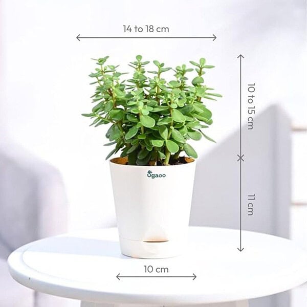 Ugaoo Good Luck Jade Plant with Self Watering Pot3 - LXINDIA.COM