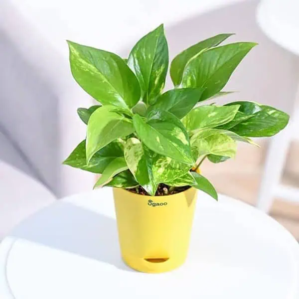 Ugaoo Good Luck Money Plant Variegated With Self Watering Pot - LXINDIA.COM