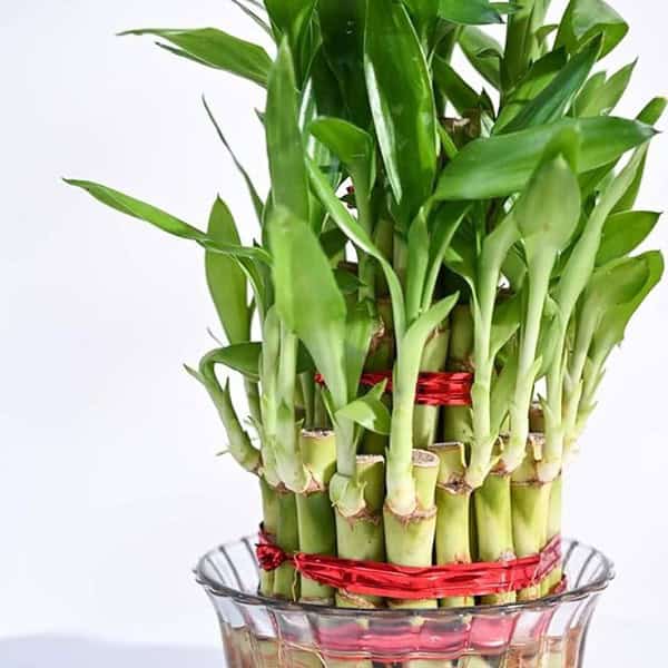 Ugaoo Lucky Bamboo 3 Layer Feng Shui Plant green color1 - LXINDIA.COM