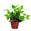 ancymart Artificial Money Plant Leaves in Wood Pot Pefect Decoration for Home - LXINDIA.COM