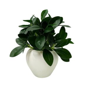 fancymart Artificial Rubber Plant in 4 inch White Apple Pot - LXINDIA.COM