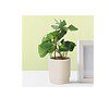 Anko Mini Artificial Plant and White Ceramic Pot - LXINDIA.COM