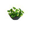 fancymart Artificial Money Plant Leaves with Boat Pot - LXINDIA.COM