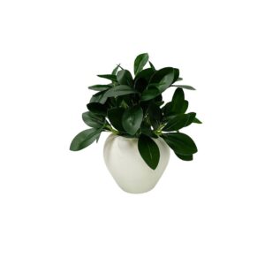 fancymart Artificial Rubber Plant in 4 inch White Apple Pot - LXINDIA.COM