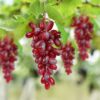 Crystu Hanging Artificial Brown Grapes with Leaves a - LXINDIA.COM