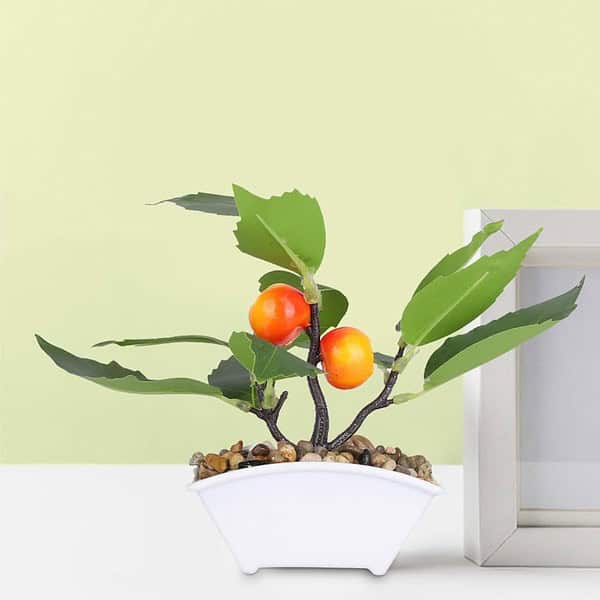 Ekhasa Orange Fruit Plant Pot - LXINDIA.COM