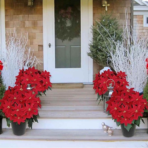 Forty Wings 5 Red Christmas Poinsettia Flowers C - LXINDIA.COM