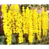 SATYAM KRAFT 6 Pcs Artificial Wisteria Vine Yellow - LXINDIA.COM